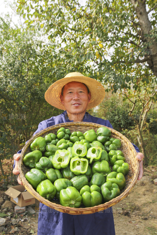 手里拿着新鲜青圆椒