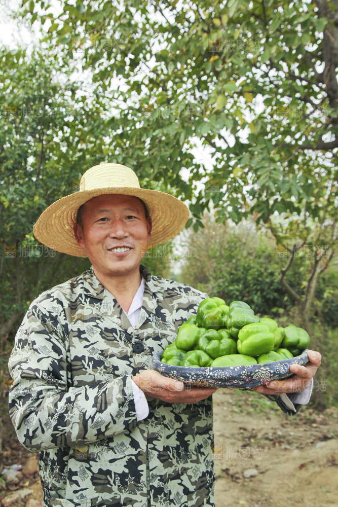 手里拿着新鲜青圆椒