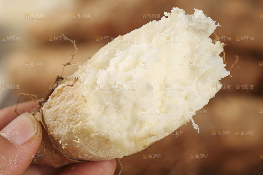毛薯