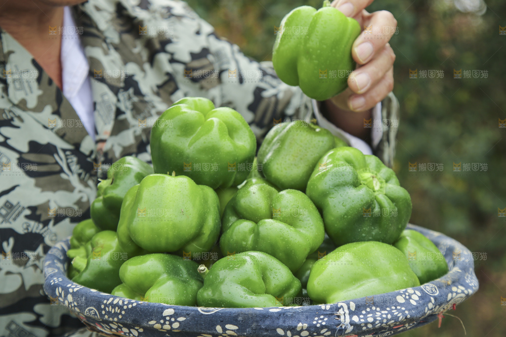 手里拿着新鲜青圆椒