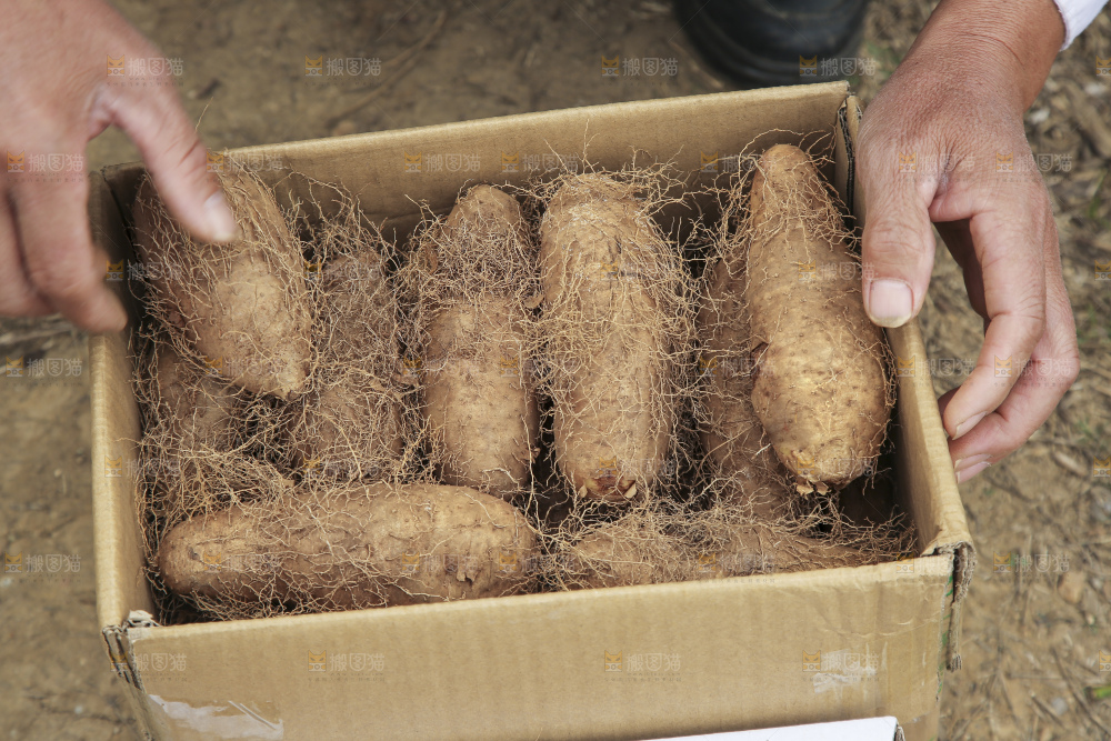 手里拿着新鲜毛薯