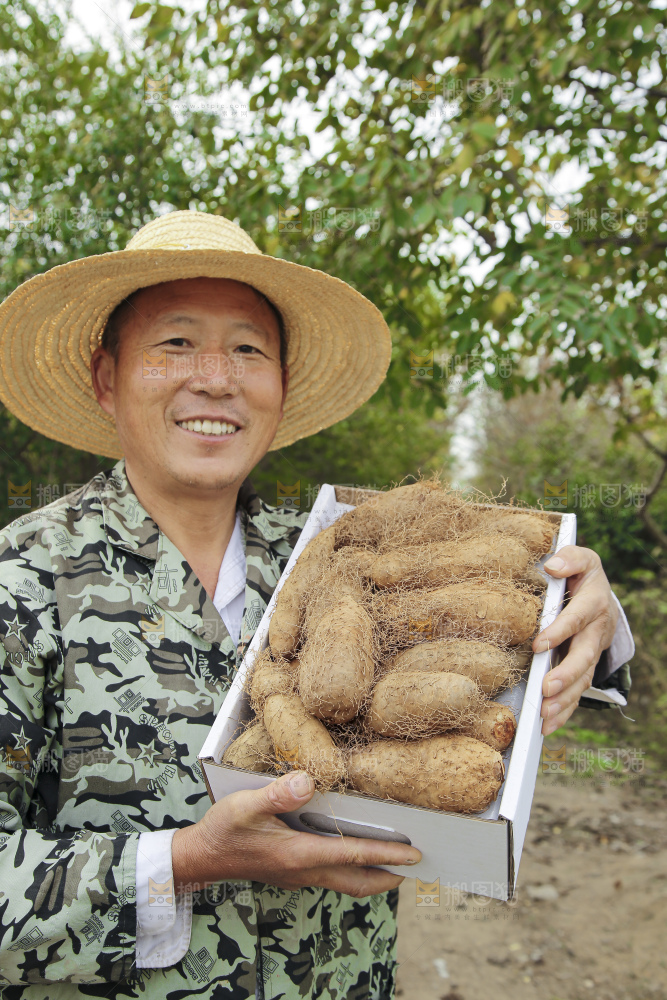 手里拿着新鲜毛薯
