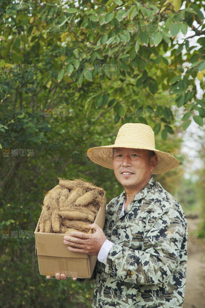 手里拿着新鲜毛薯