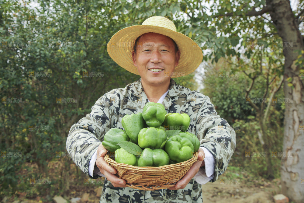 手里拿着新鲜青圆椒