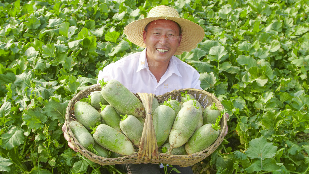地里的沙窝萝卜