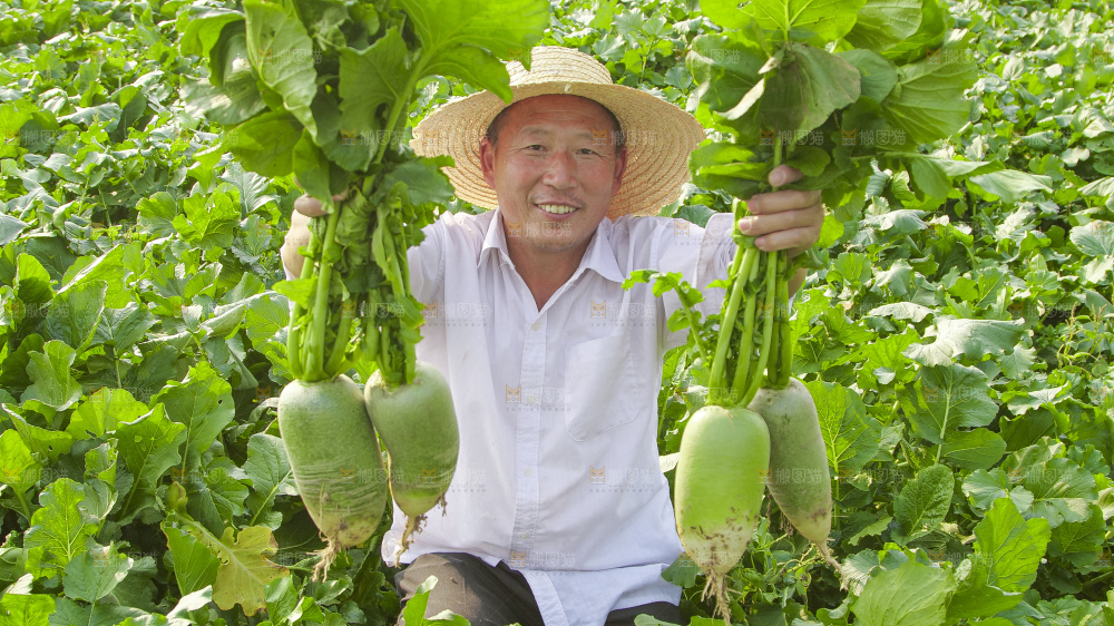 地里的沙窝萝卜