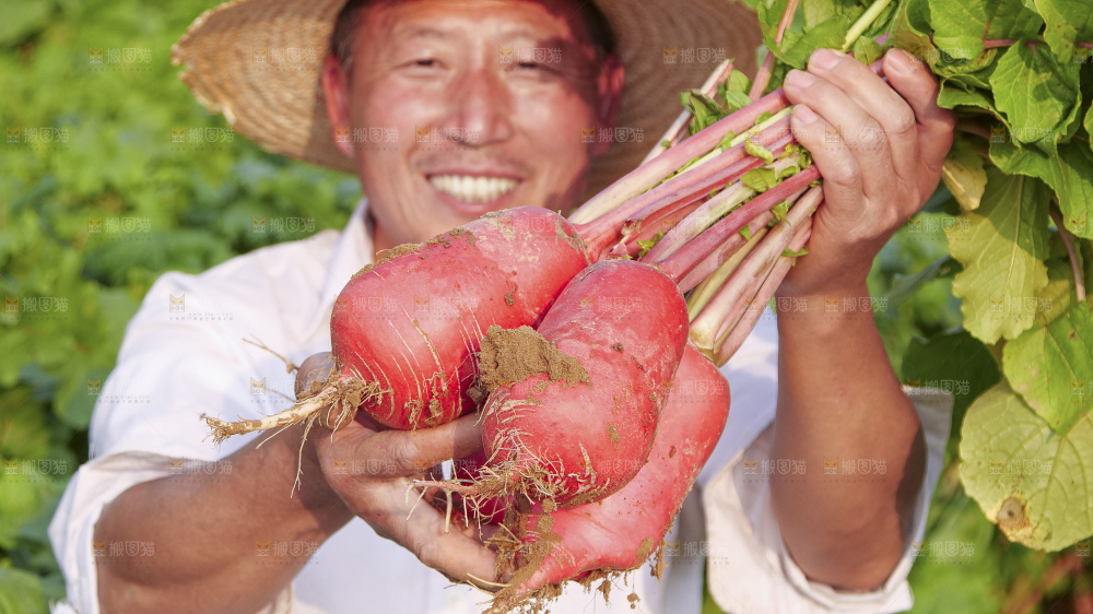 地里的红皮萝卜
