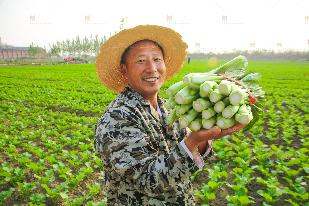 手里拿着广东菜心