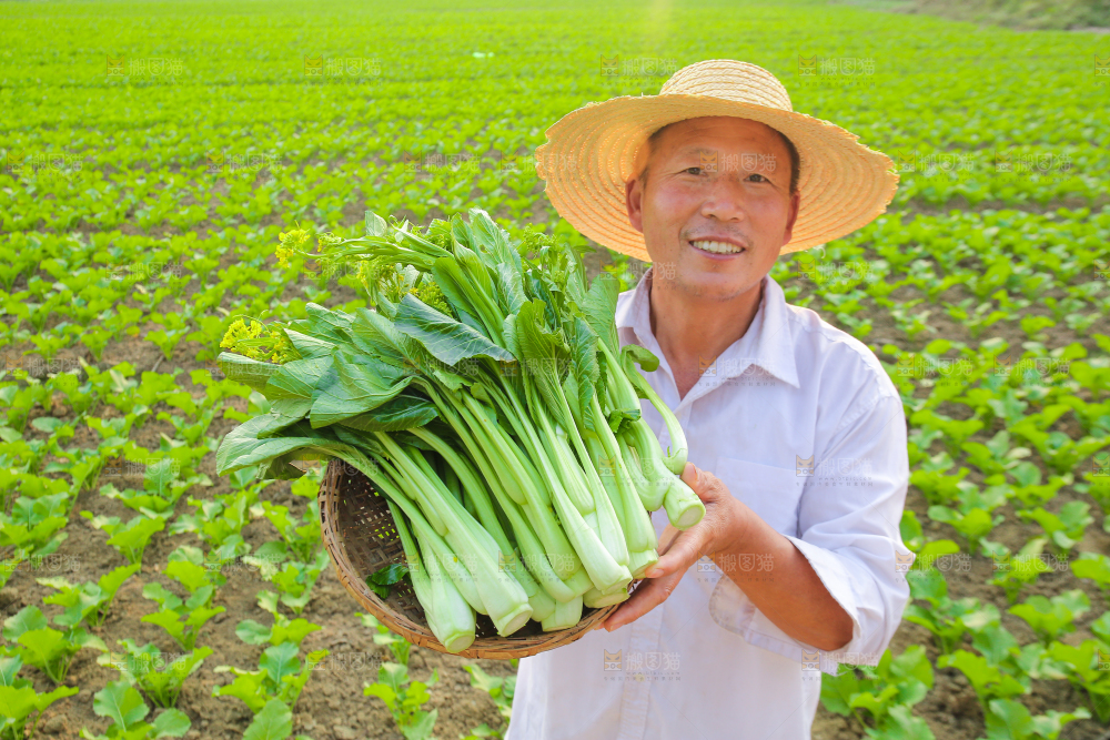 手里拿着广东菜心