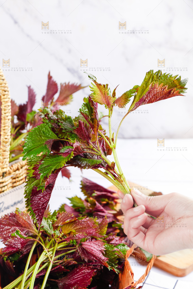 浅底上的紫苏叶