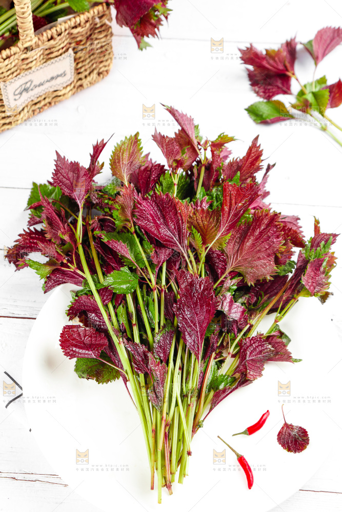 浅底上的紫苏叶