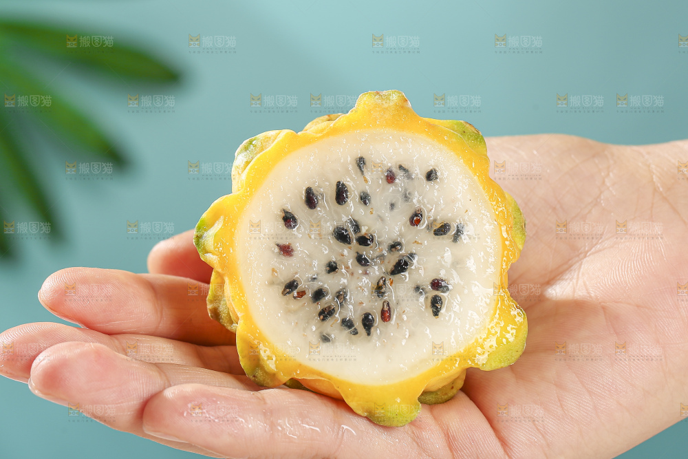 浅底上的燕窝果