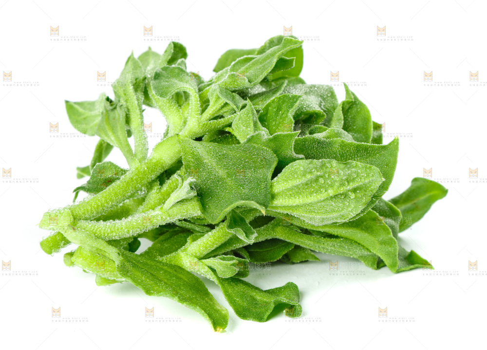 白底上的冰草