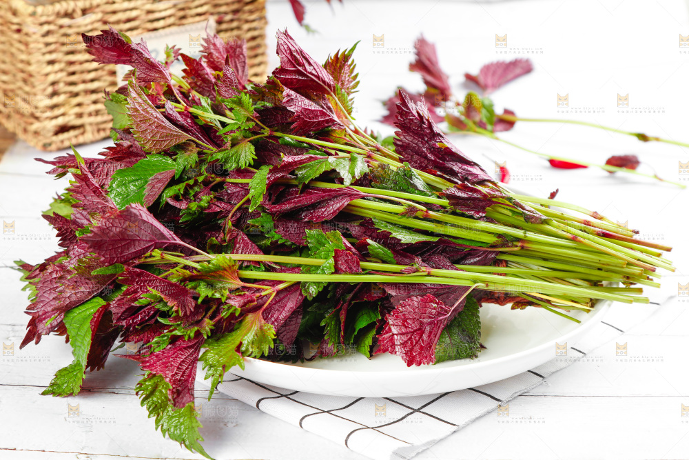 浅底上的紫苏叶