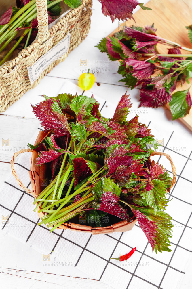 浅底上的紫苏叶