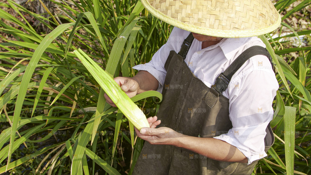 手里拿着新鲜茭白