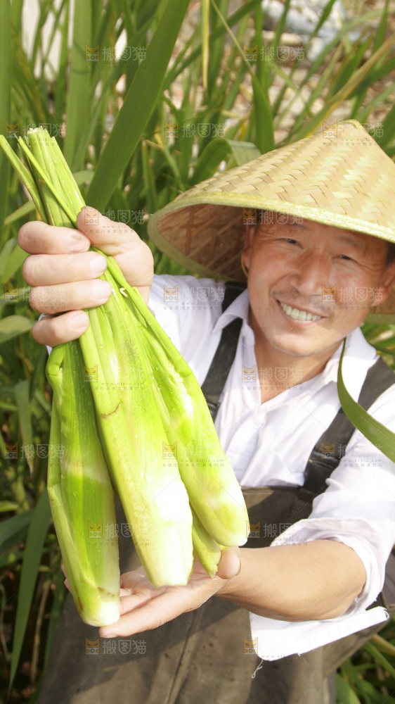 手里拿着新鲜茭白