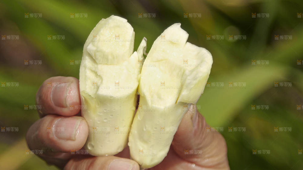 手里拿着新鲜茭白