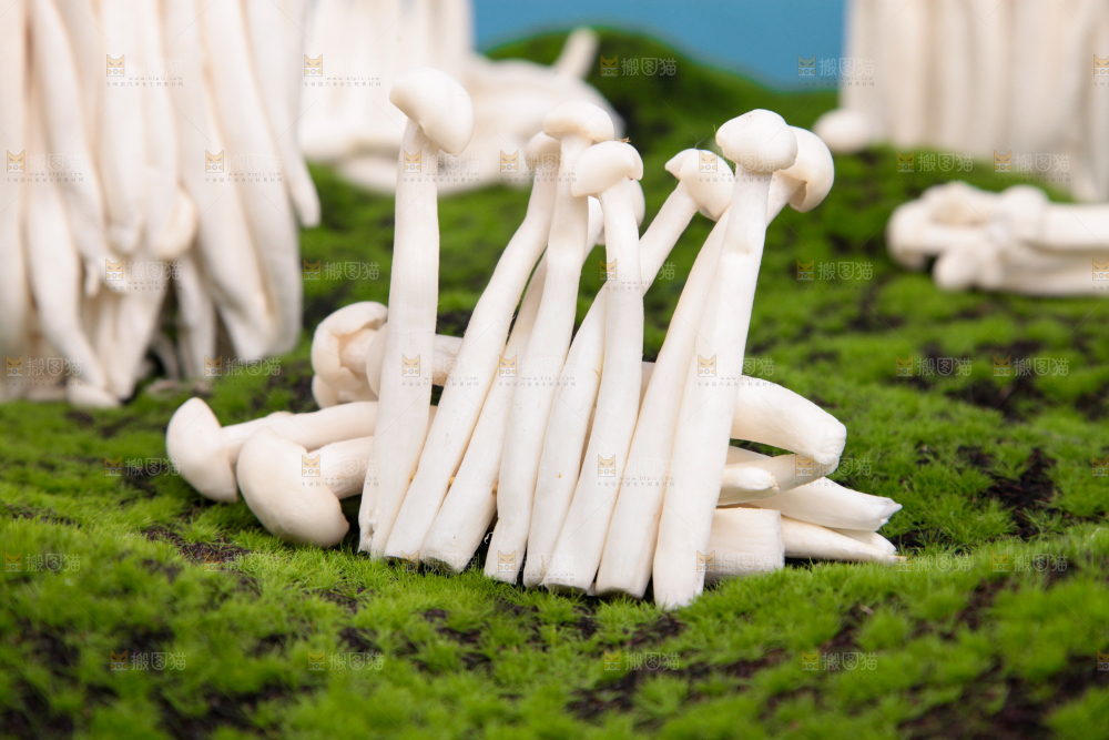 草地上的海鲜菇