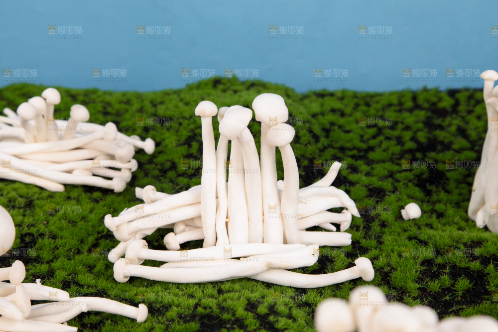 草地上的海鲜菇