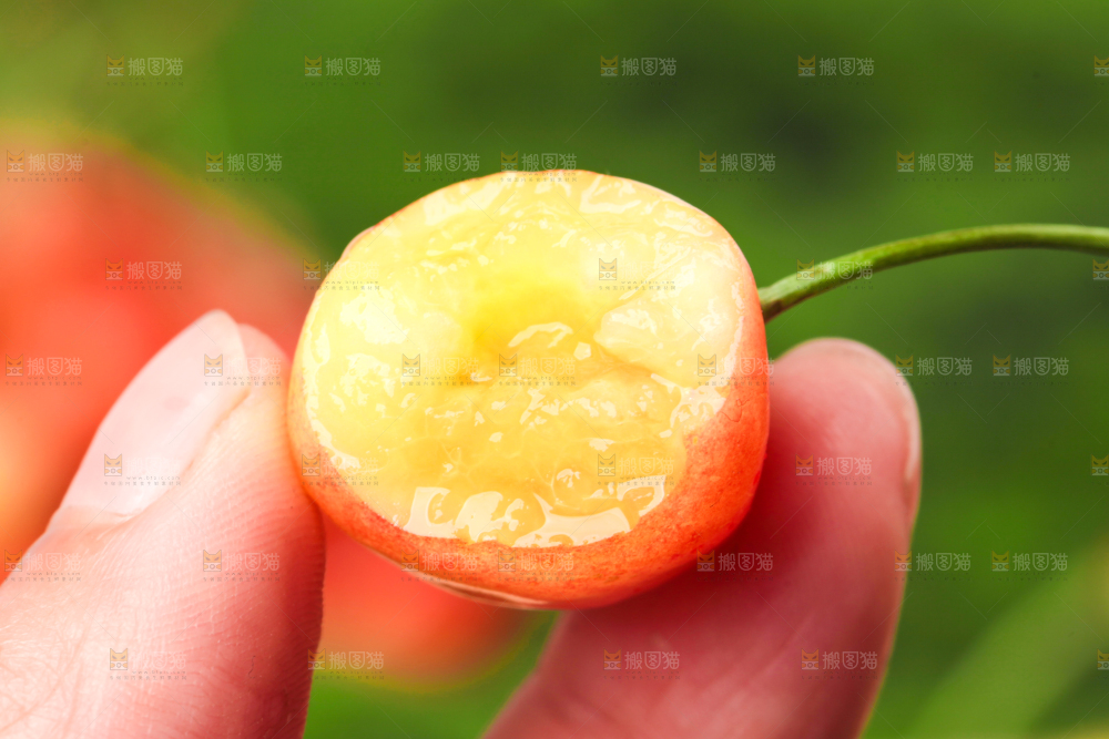 草地上的黄蜜樱桃