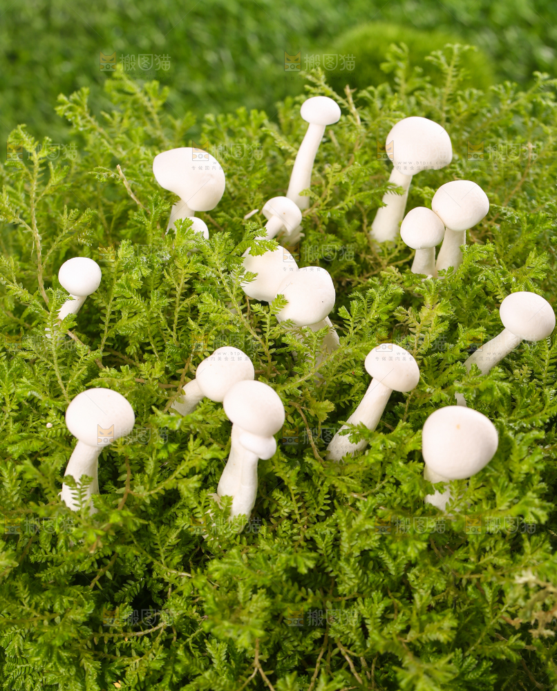 草地上的白玉菇