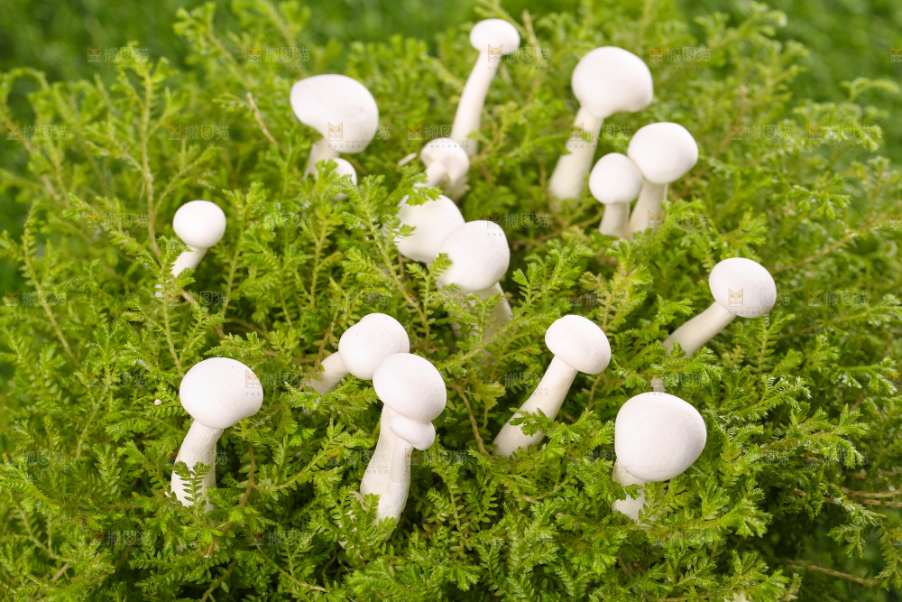 草地上的白玉菇