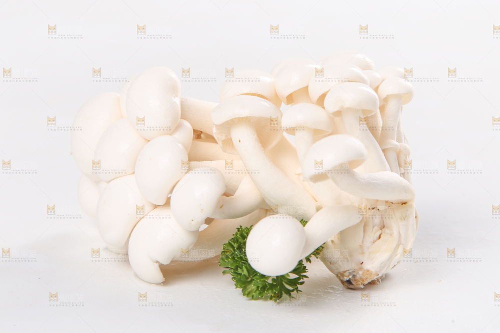白底上的白玉菇