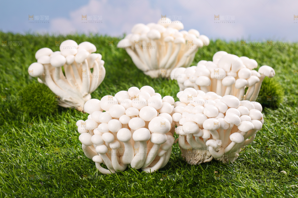 草地上的白玉菇