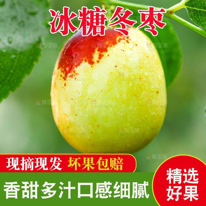 树枝上的新鲜冬枣