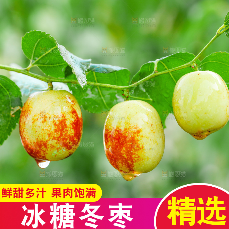 树枝上的新鲜冬枣