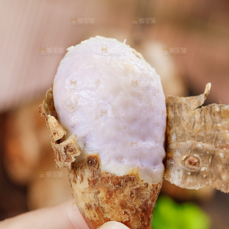 手上拿着小芋头