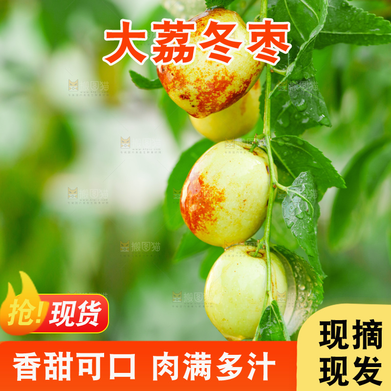 树枝上的新鲜冬枣