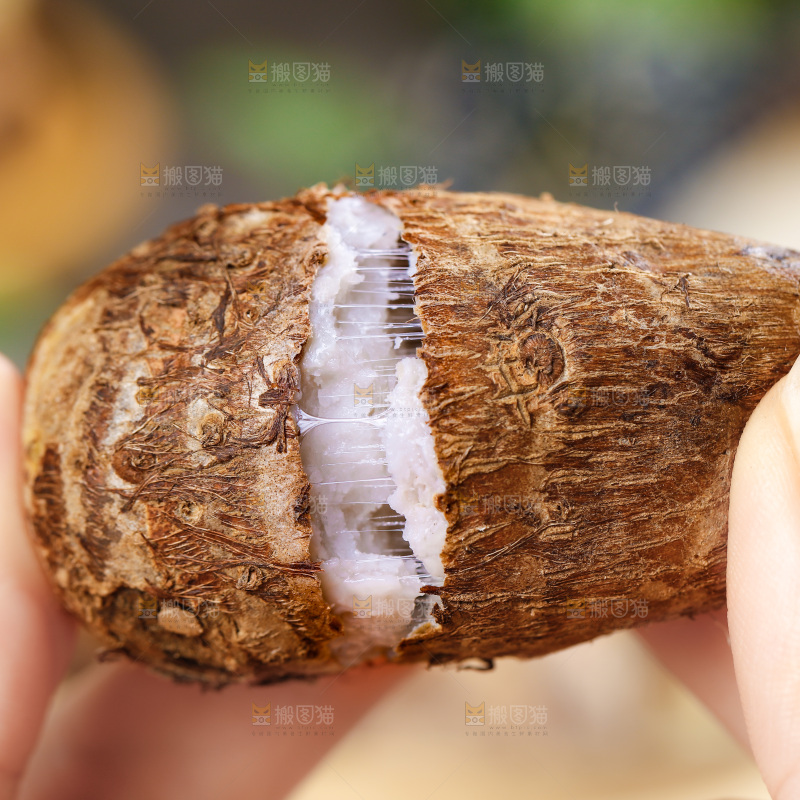 手上拿着小芋头