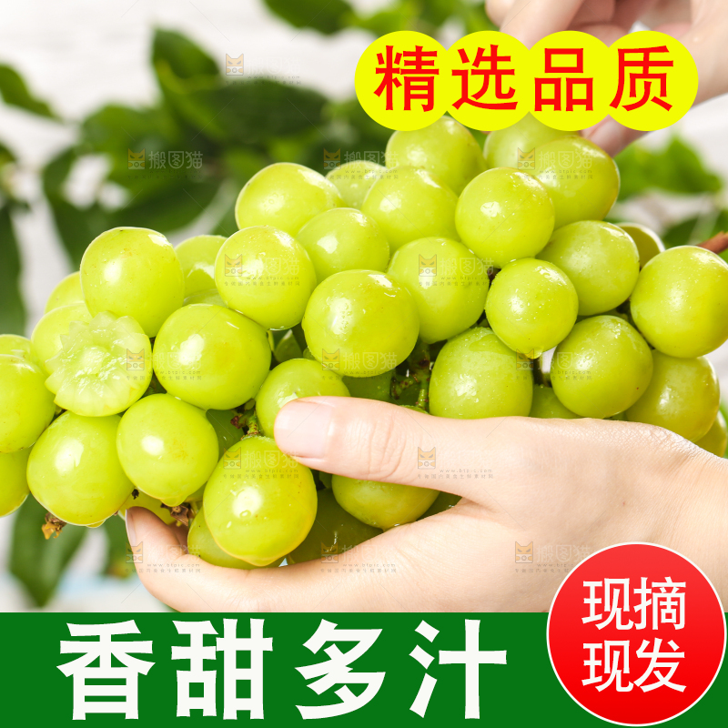 手上拿着一串新鲜阳光玫瑰