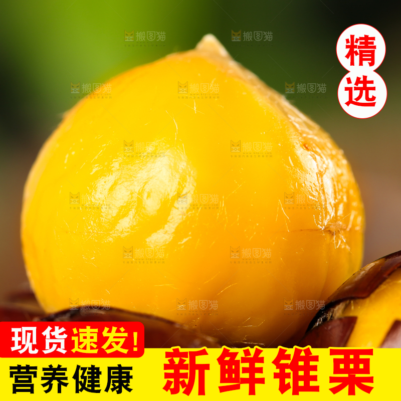 一堆熟的锥栗