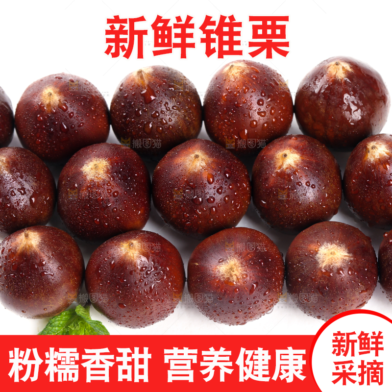 白底上放着一堆新鲜锥栗