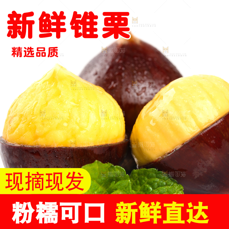 白底上的锥子栗