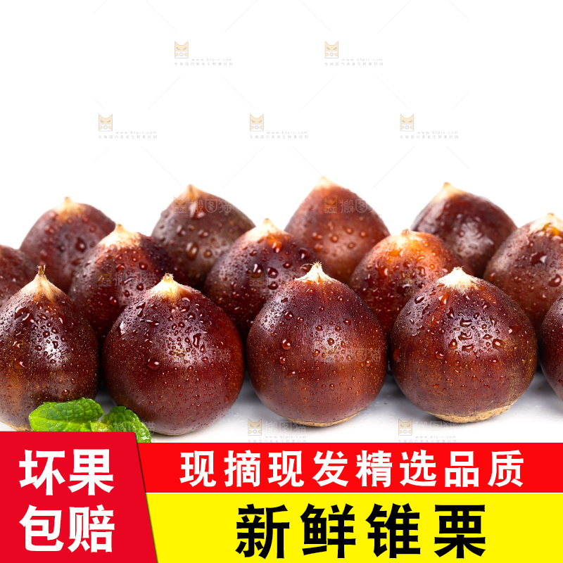 白底上放着一堆新鲜锥栗