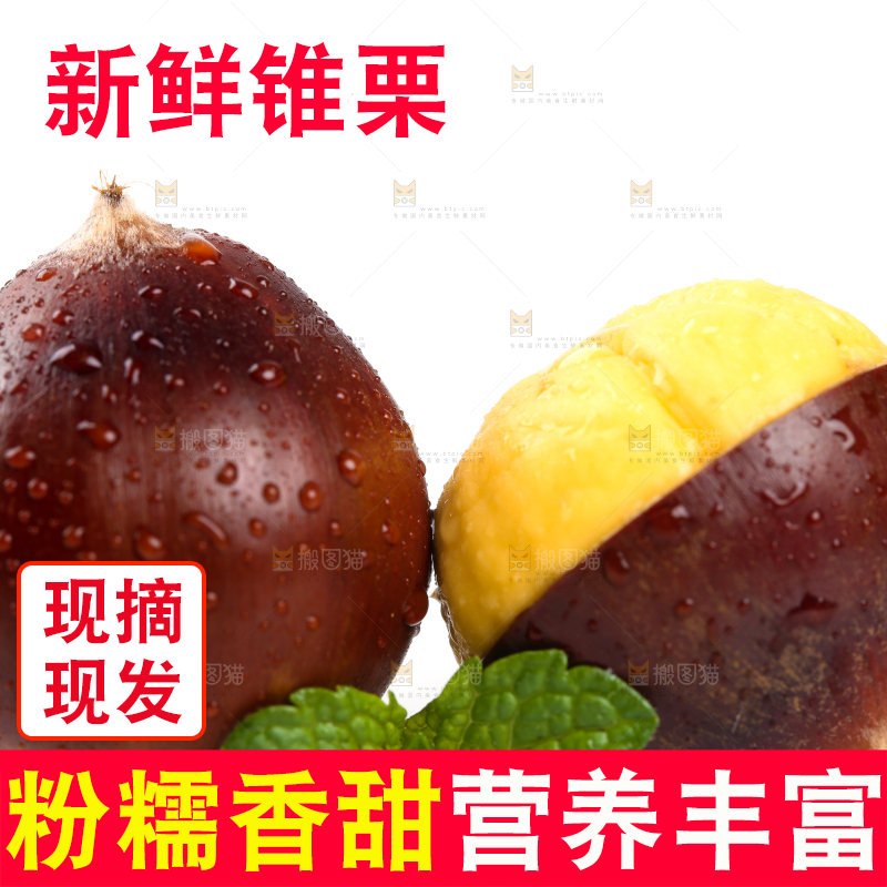 白底上的建瓯锥栗