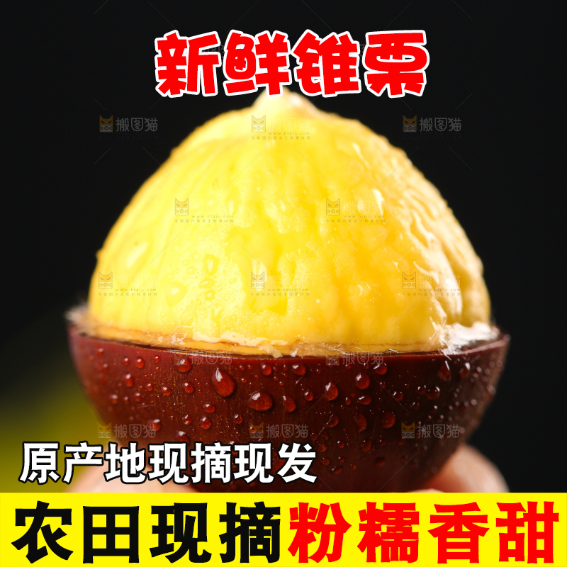 锥栗