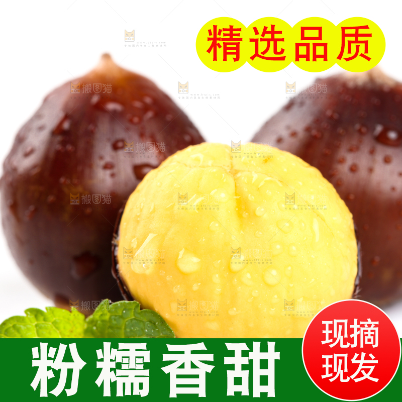 白底上的建瓯锥栗