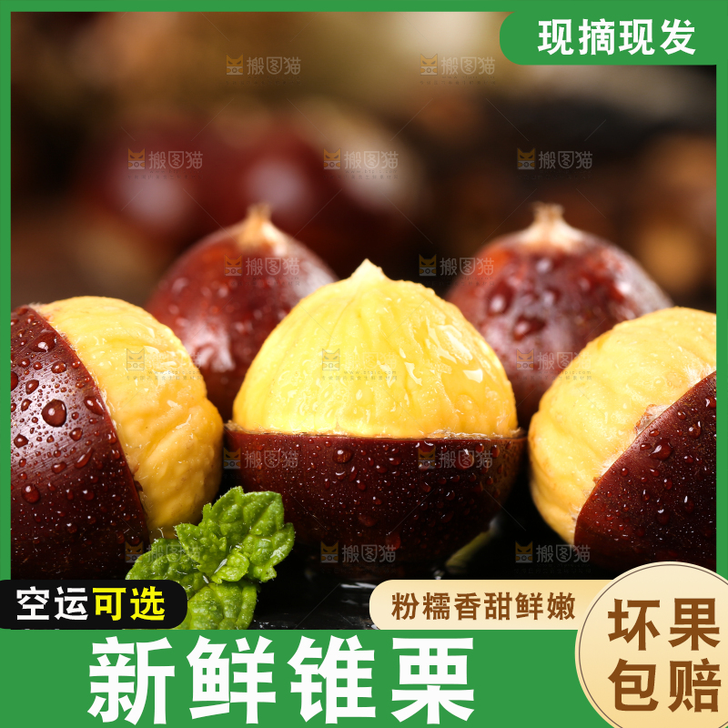 黑底上放着高山锥栗