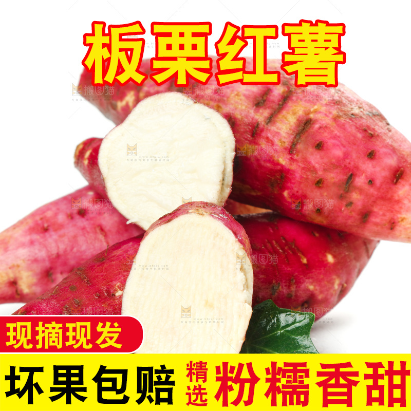 白底上的沙地板栗薯