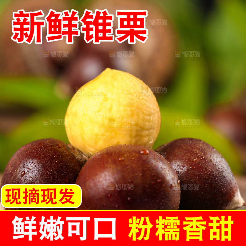 深底上的油锥栗