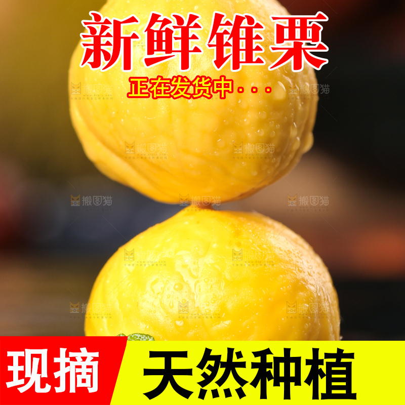 黑底上的锥栗仁
