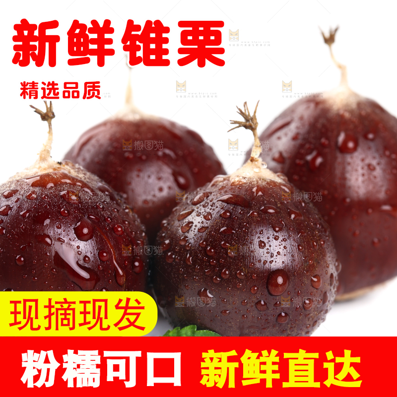 白底上的鲜锥栗