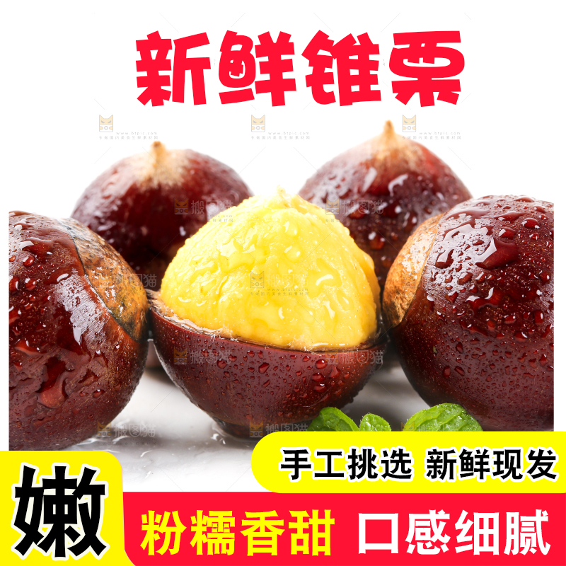白底上的鲜锥栗