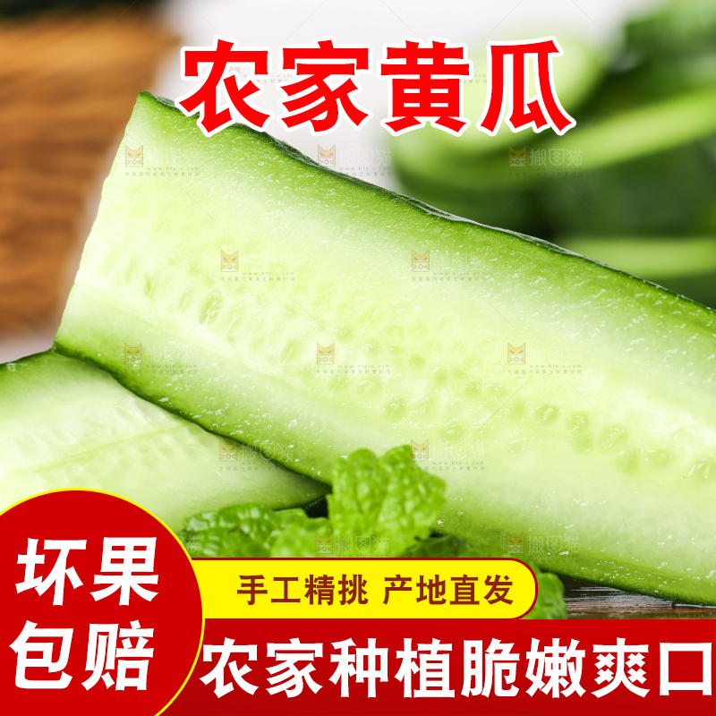 木底上堆放着新鲜黄瓜