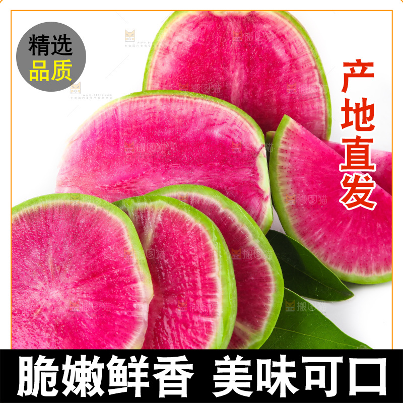 白底上摆放着青皮萝卜